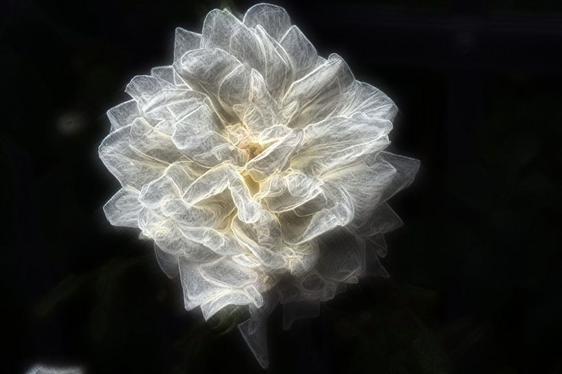 Rose 3 par Edgar Schermaul