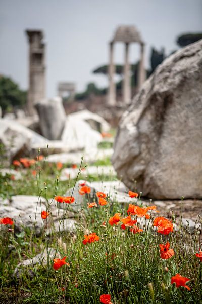 Blumen im Foro Romano Rom von Eric van Nieuwland