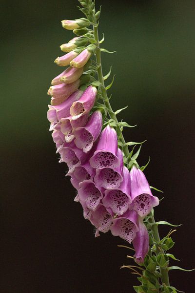 violetter Fingerhut 7 von Marvin Van Haasen