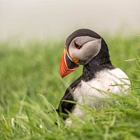 Parrot diver in the grass