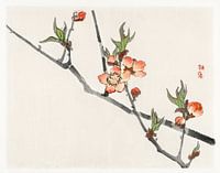 Pfirsichblüte von Kōno Bairei (1844-1895)