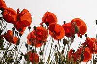 Poppies with backlight