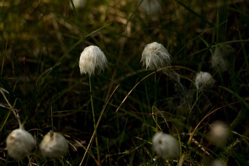 peat fluff in the mountains of Norway by Karijn | Fine art Natuur en Reis Fotografie
