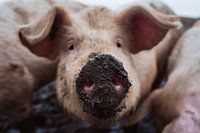 Pig with mud nose