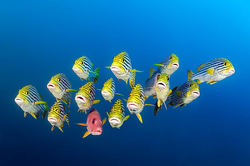 L'étranger par Norbert Probst