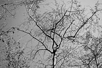 Black&White Tree