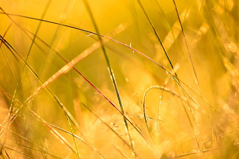 Sunset through the grass in the Achterhoek region by Arno Wolsink