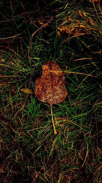 autumn leaf by AciPhotography