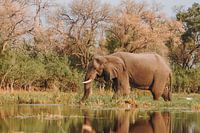 Elephant walking through the water in the Okavango Delta