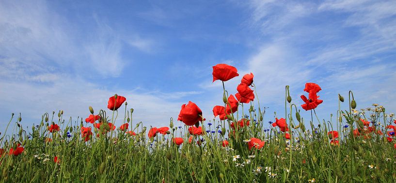 Feldpanorama von Ostsee Bilder