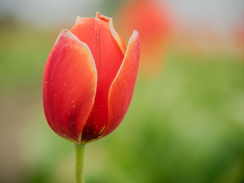 Tulipes avec un fond vert par Martijn Tilroe