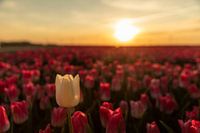 Tulip at sunset