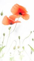 Coquelicot - Papaver 2022 - 10