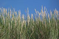 Over the dream we sail the ship