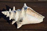 Shell of a crown snail