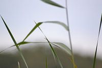 Autumn elements nature photo.