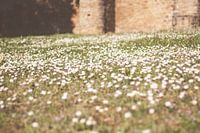 Gänseblümchen in Luxemburg