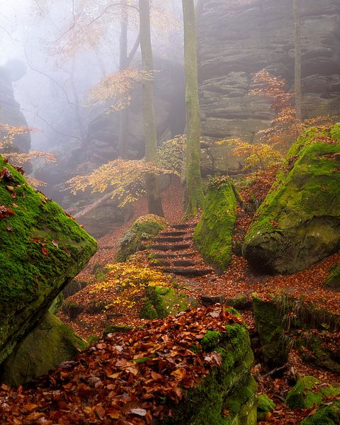 Autumn forest 2 by Thijs Friederich