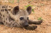 Curious baby hyena