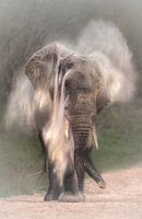 Elephant takes sand bath
