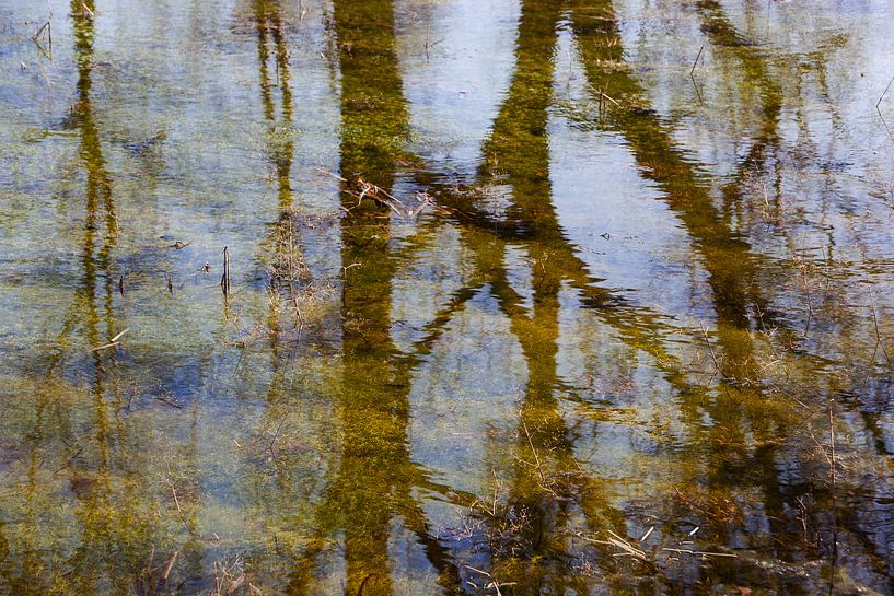 Baumspiegelungen in stehendem Wasser mit Wasserpflanzen von Peter de Kievith Fotografie