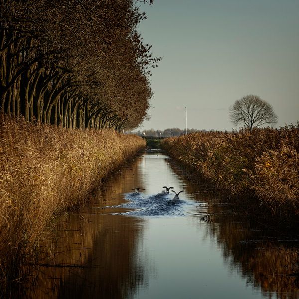 Autumn atmosphere in Flevoland by Rene  den Engelsman