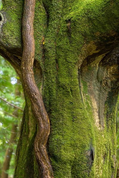 The Beast is Hiding van Lars van de Goor