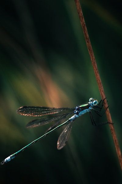 Elegante blaue Libelle in tiefdunkler Umgebung - Natur im Kontrast von NickedPhotos