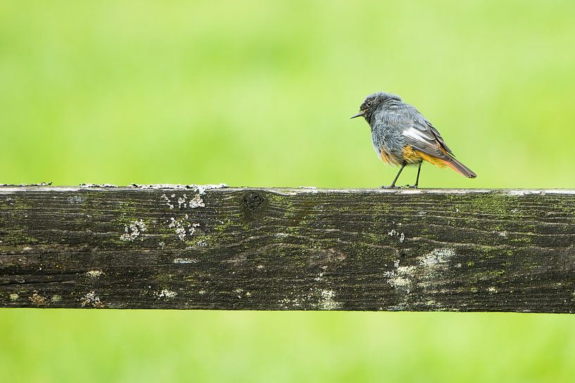 Der Hausrotschwanz von Danny Slijfer Natuurfotografie
