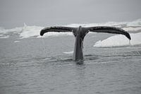 La queue d'une baleine près de la calotte glaciaire du Groenland