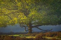 Oak tree on the heath in the spring