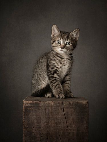 Chaton du Cyprès sur Mariska Vereijken