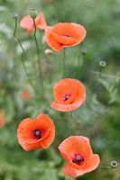 Rote Mohnblumen im Grünen | Blumen | Naturfotografie | Botanisches Bild