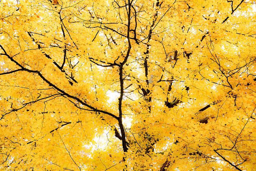 Autumn yellow luminescent leaves. Wout Cook One2expose by Wout Kok