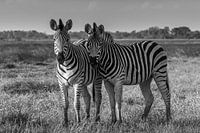 Zebras in the Okavango Delta