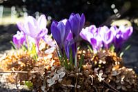 Crocuses in the sunlight 2