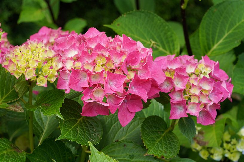 Gartenhortensien (Hydrangea macrophylla) von Alexander Ludwig