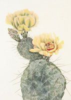 Missouri Prickly Pear Van Noord-Amerikaanse Wildebloemen (1925) Door Mary Vaux Walcott.