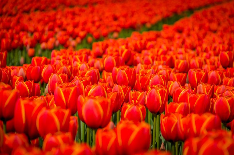 Tulpen uit Holland par Grietje Houkema