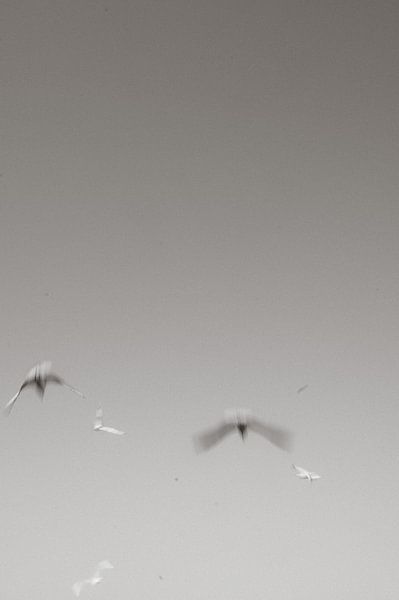 Meeuwen in Contrast tegen de Bleke Hemel van Lieselot Engelen