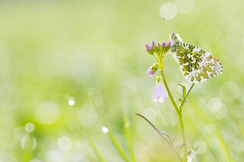 silver screen von Francois Debets