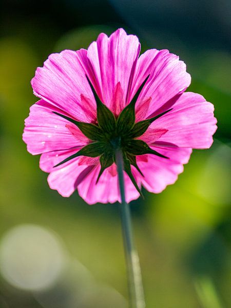 Serenade in Violett - Ein Kunstwerk von natürlicher Schönheit von jmk