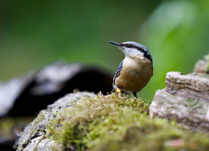 Nuthatch by Thijs Schouten