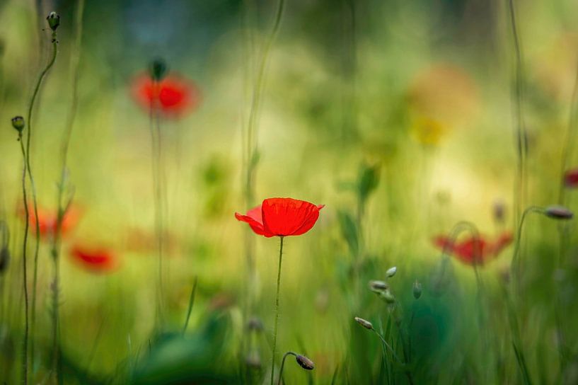 Wilder Mohn im Sommersonnenlicht von Gonnie van de Schans