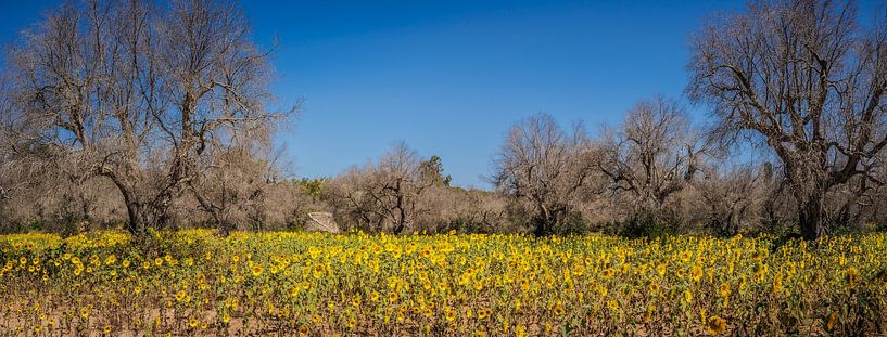 Champ de tournesols par Harold van den Hurk