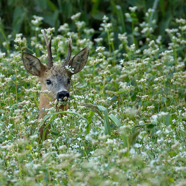 Reebok par Erwin Goossens