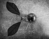 Avocadopflanze in voller Blüte.