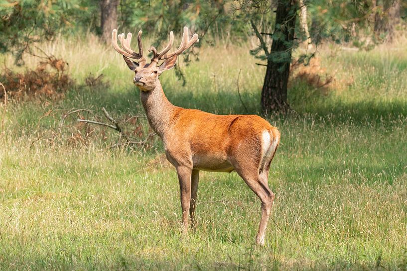 Cerfs rouges dans le Veluwe par Gert Hilbink