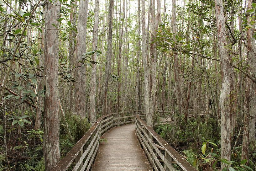 Mangrove park Florida Verenigde Staten von Berg Photostore