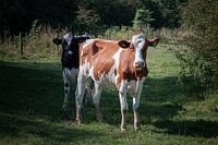 Beautiful Photo of Cows in the Limburg Landscape